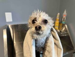 Installing a Dog Bathtub